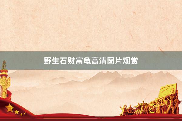 野生石财富龟高清图片观赏