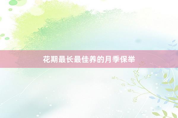 花期最长最佳养的月季保举