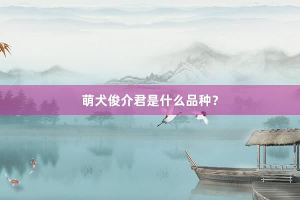 萌犬俊介君是什么品种？
